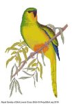 (image for) RSBL Parakeet Orange Bellied